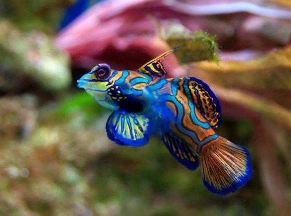 سمكة الماندرين الزرقاء (Blue Mandarin Fish)