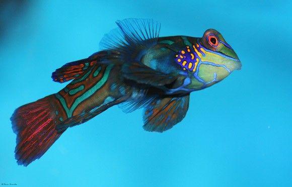 سمكة الماندرين الزرقاء (Blue Mandarin Fish)