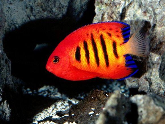 سمكة أنجل العصفورية الجميلة (Coral Beauty Angel fish)