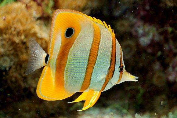 سمكة الفراشة النحاسية (Copperband Butterfly Fish)