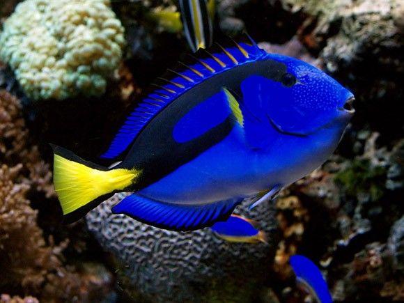 سمكة التانج الزرقاء (Blue tang)