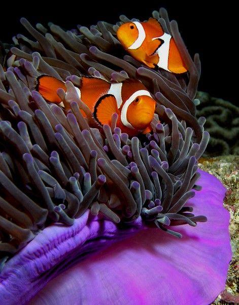 (Ocellaris Clownfish)