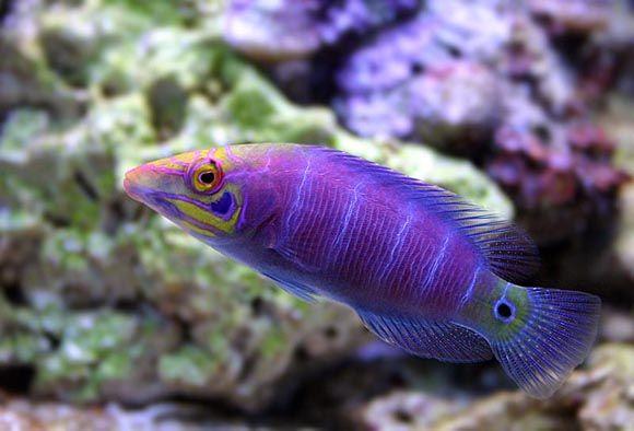 (Mystery Wrasse)