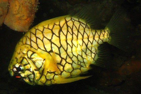 (Pineapple Fish)