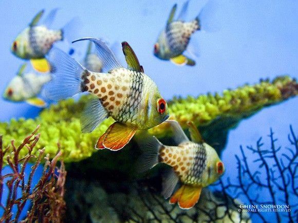 (Spotted Cardinal Fish)