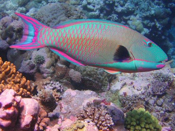 سمكة الببغاء أو الحريد (Parrot Fish)