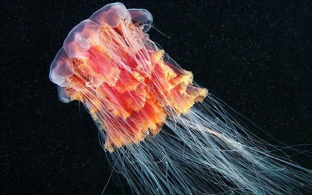 صور وفيديوهات من أعماق البحار لكائنات غريبة تبدو من عالم آخر!