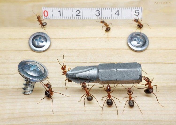 540181_team_of_ants_by_andrey_pavlov_1445x1024_(www.GdeFon.ru)