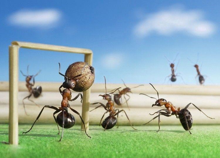 540194_team_of_ants_by_andrey_pavlov_1491x1073_(www.GdeFon.ru)