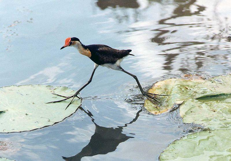 طائر الجاكانا