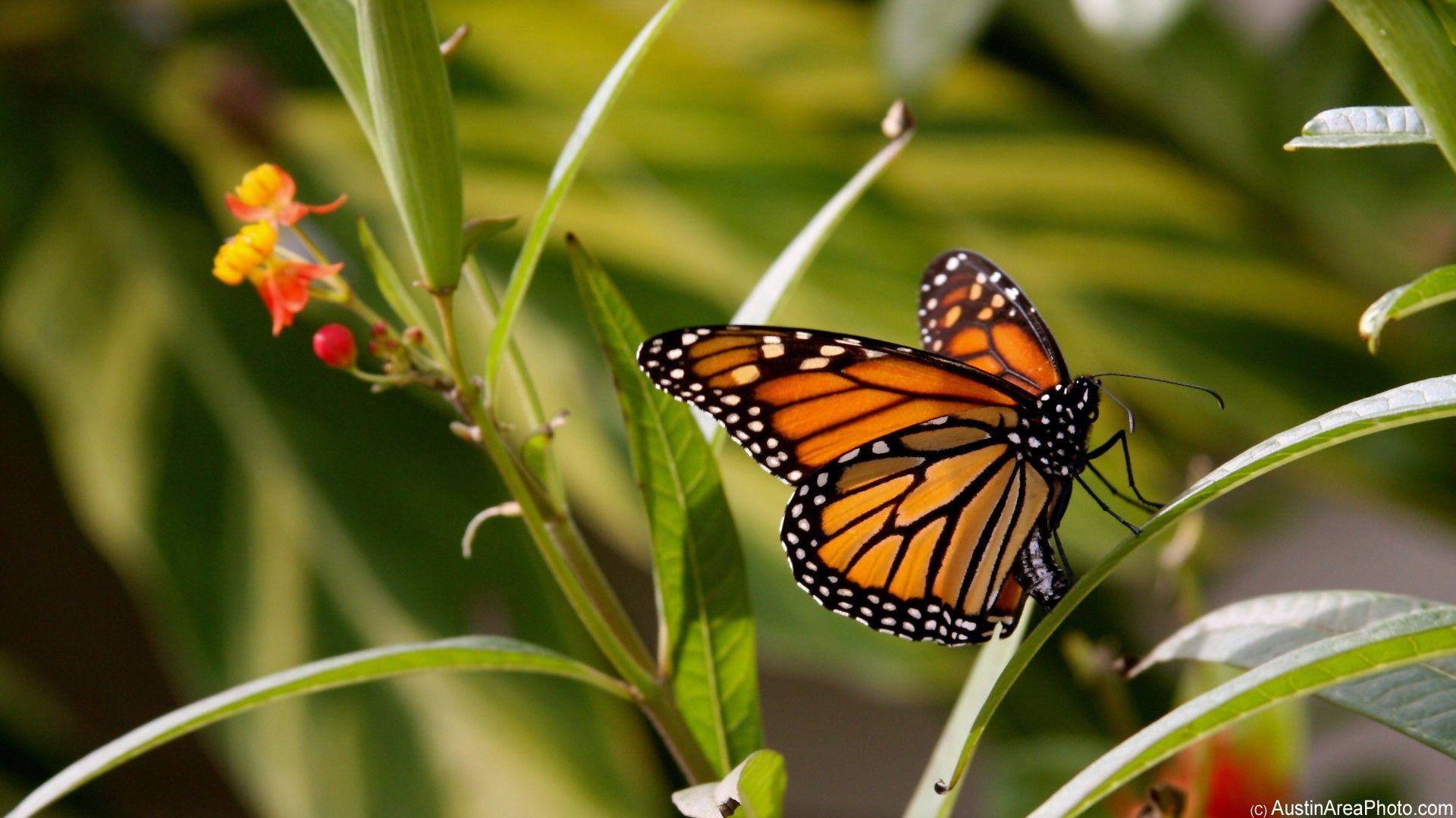 monarch-butterfly-1920x1080-DT
