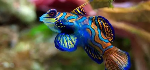أجمل 10 فصائل أسماك في العالم!