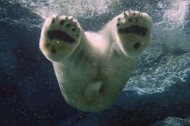 animal-picture-polar-bear-swimming-ucumari-animalpicture
