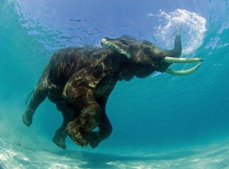 صورة فيل جسمه بالكامل تحت الماء.