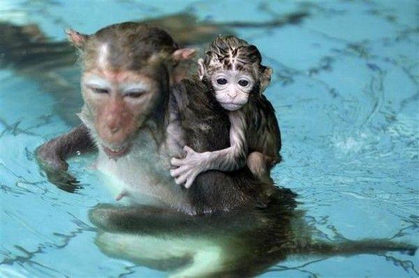 قرد الشامبانزي يحمل ولده!