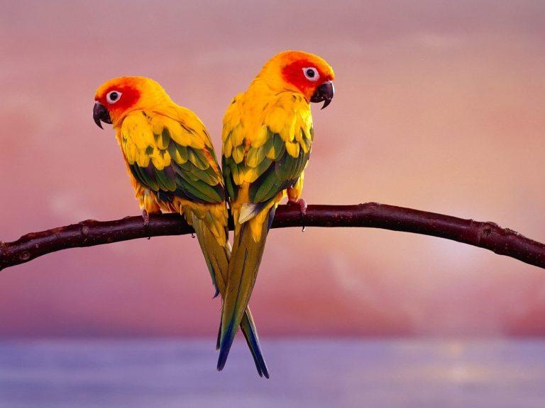 طيور الخيال: أكثر الطيور إثارة للإعجاب في العالم – 7 !!