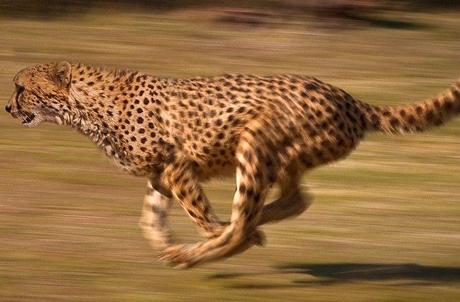 fastest-cheetah