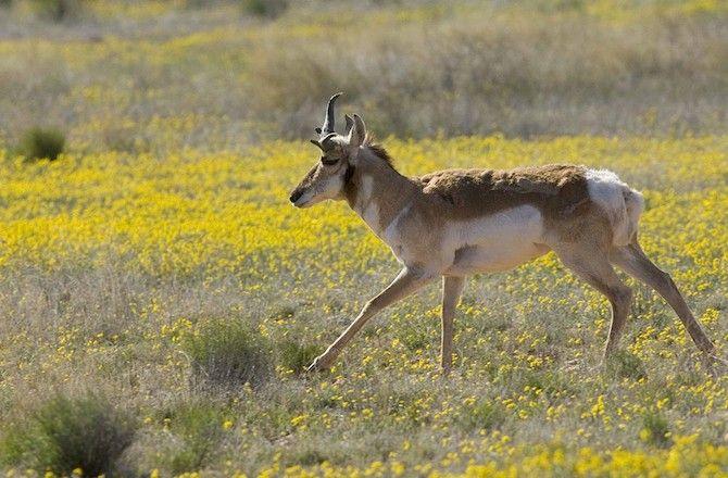 fastest-pronghorn-antelope