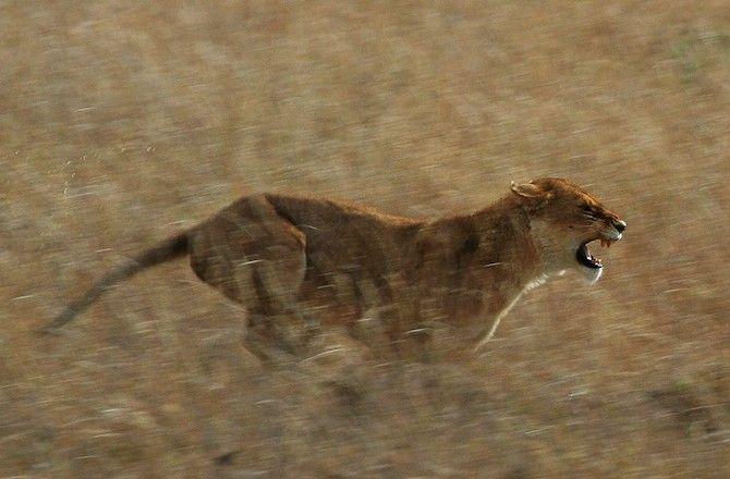fastest-lion