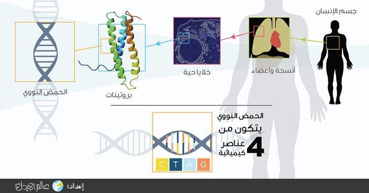 الحمض النووي عند الإنسان