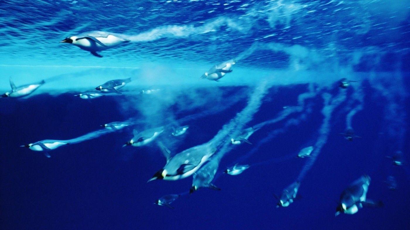 swimming-emperor-penguins-antarctica-wallpaper