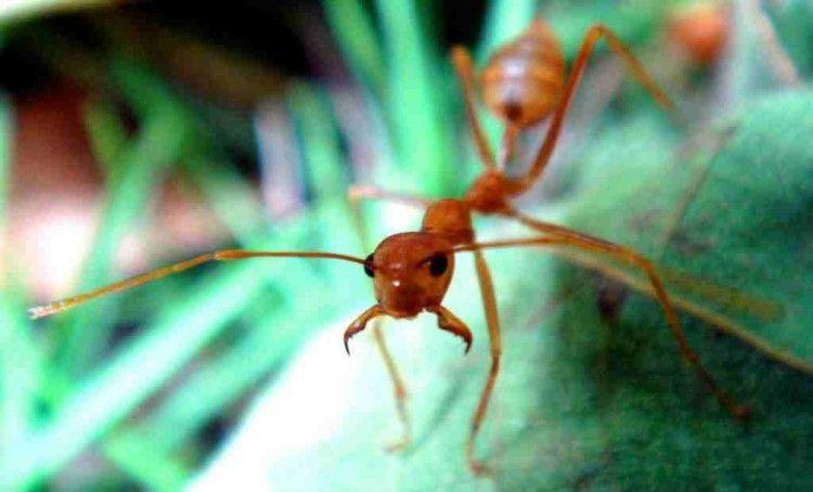 النمل الماليزي