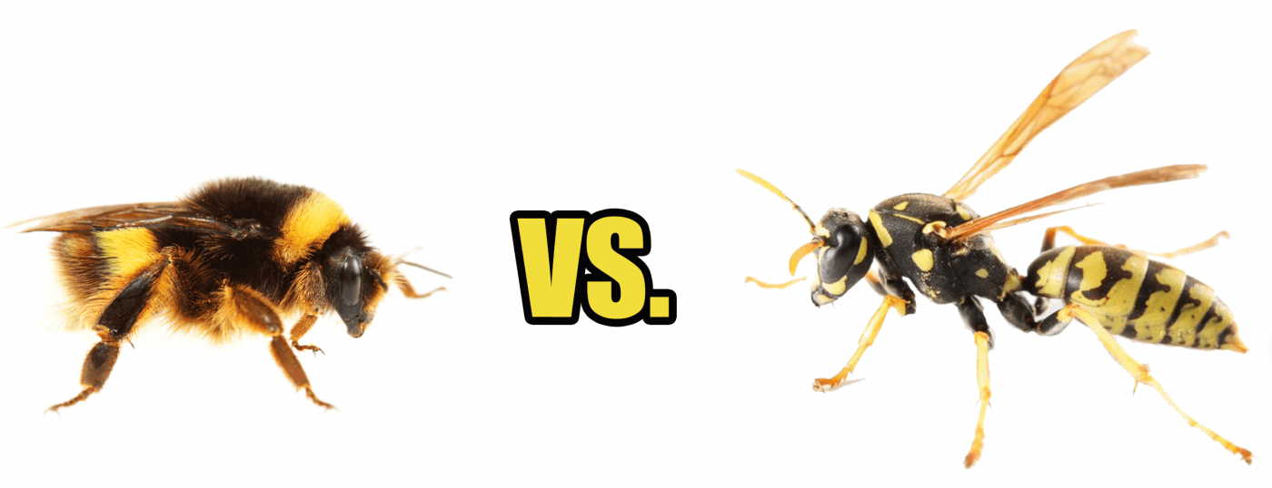 Bee-vs-Wasps