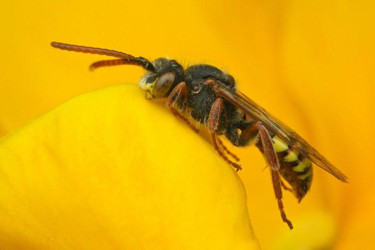حقائق مدهشة قد لا تعرفها عن النحل – الجزء الأول
