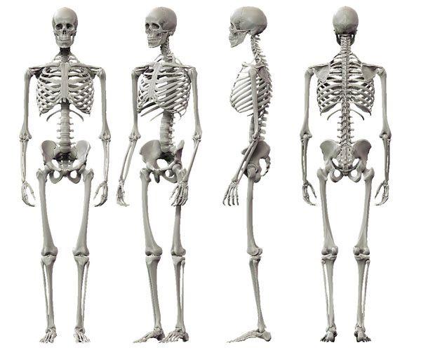 25-human-skeleton