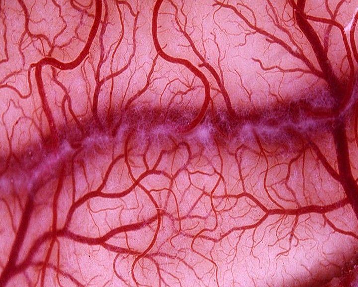 blood-vessels-oncologynewscomau