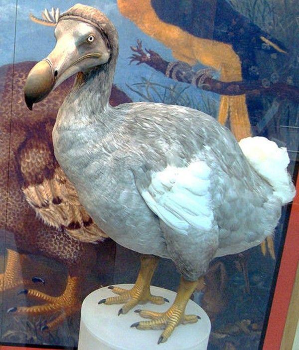 dodo-museum