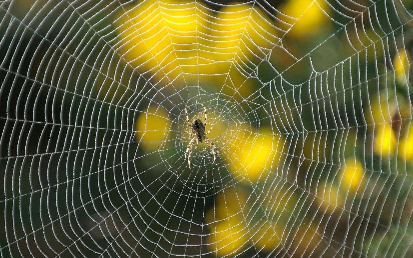 tumblr_static_spider-web-2