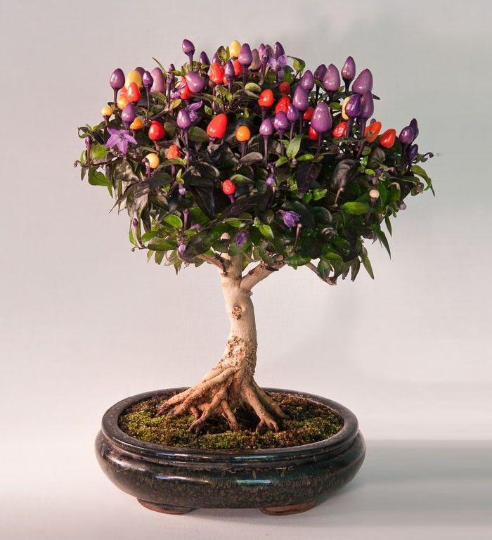 amazing-bonsai-trees-25-5710f90bdc5e1__700