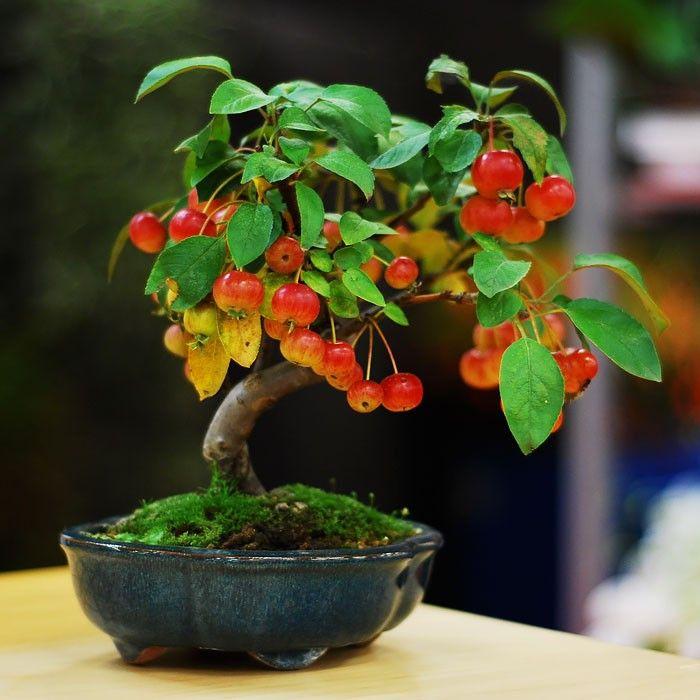 بونساي Bonsai رسالة إلى عشاق النباتات الجميلة