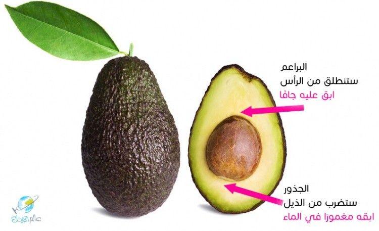 avocado-pit-orientation-copy