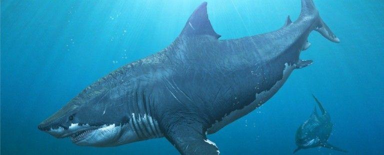 ميجالودون: لماذا انقرض أضخم وأقدم أسلاف سمك القرش على الإطلاق؟