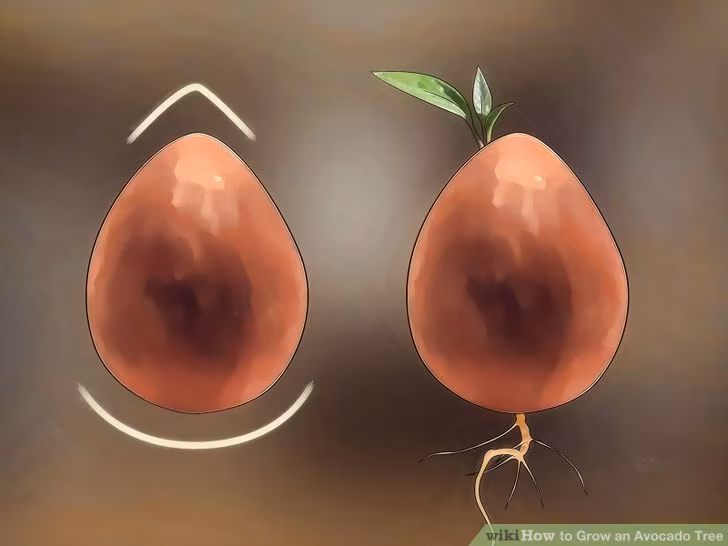 aid592130-728px-grow-an-avocado-tree-step-2-version-3