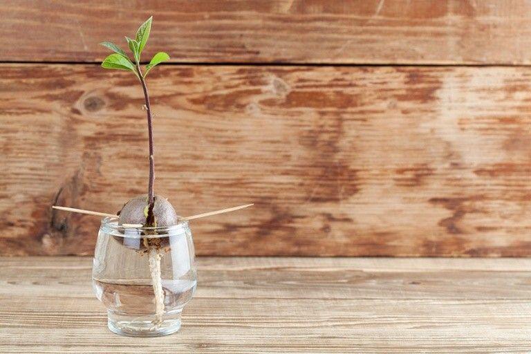 افعلها بنفسك: كيف تزرع بذرة أفوكادو لتنمو شجرة مثمرة في منزلك!