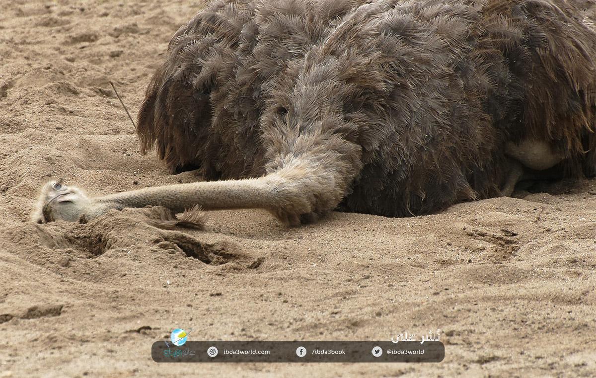 يدفن النعام رأسه في الرمال