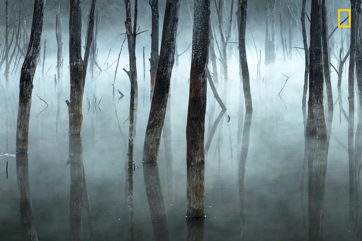 جيورجي بوبا: "الأشجار الميتة في غابة ساحرة" في بحيرة سوجديل برومانيا