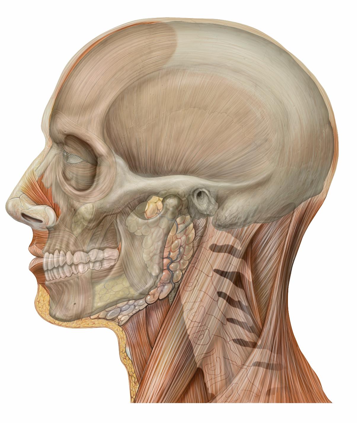 عظام الجمجمة