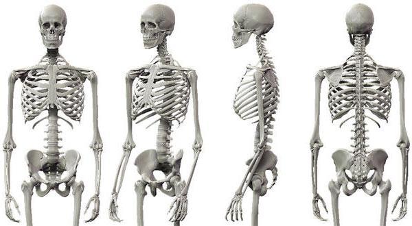 إحدى عشرة حقيقة مدهشة عن الهيكل العظمي