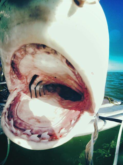 أسماك القرش وفقدان الأسنان