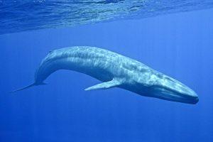  الحوت الأزرق