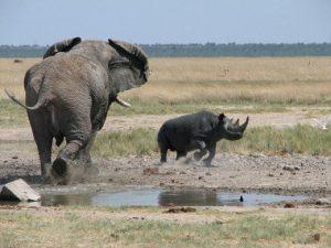  ألد الأعداء في مملكة الحيوان، الفيل ضد وحيد القرن