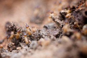  ألد الأعداء في مملكة الحيوان، النمل ضد النمل الأبيض