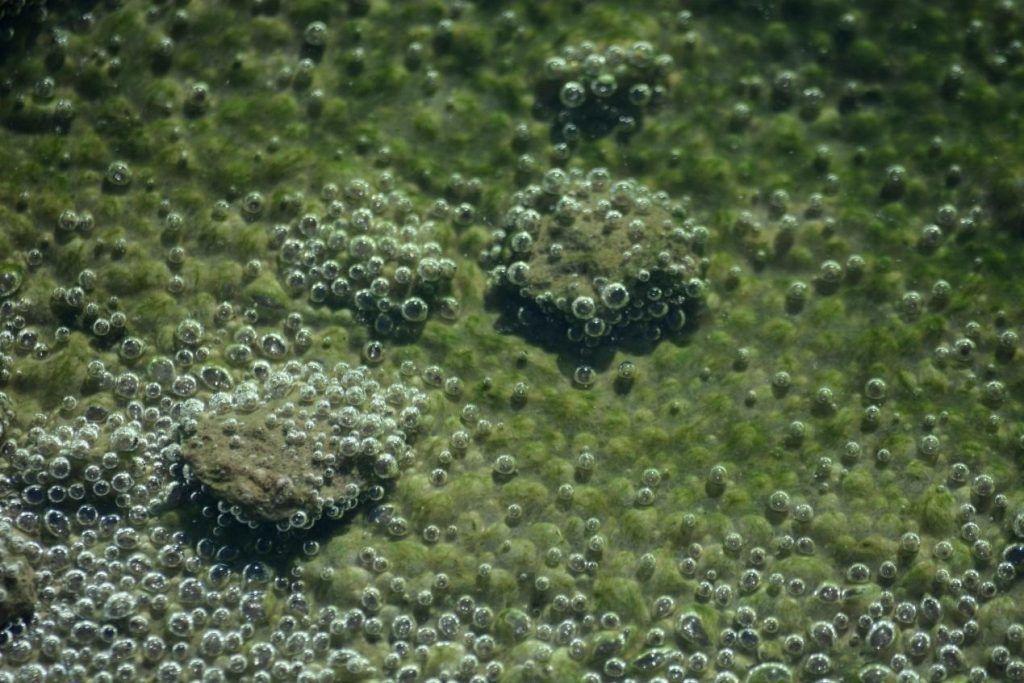 بكتريا تعيش في البحر الميت