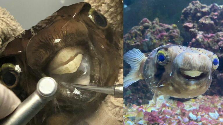 بريطاني يصطحب سمكة إلى الطبيب بعد نمو أسنانها لدرجة تمنعها من الأكل
