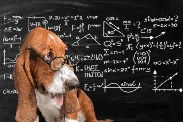 دراسة جديدة تحديد سلالة الكلاب الأكثر ذكاءً