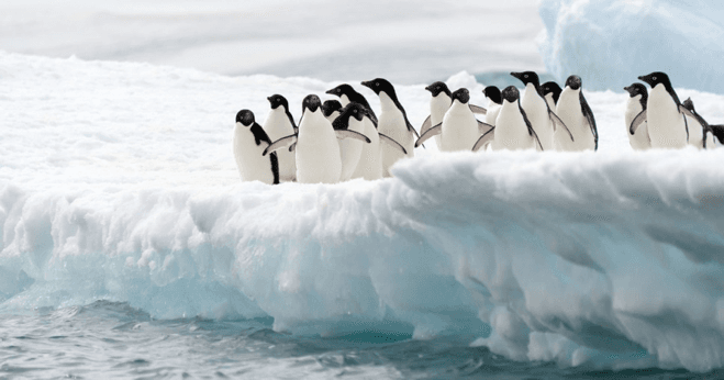 البطريق ١ - القارة القطبية الجنوبية